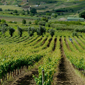 Visit Évora, Team Building in Évora, Wine Tasting - GoEvora Évora Touristic Guide